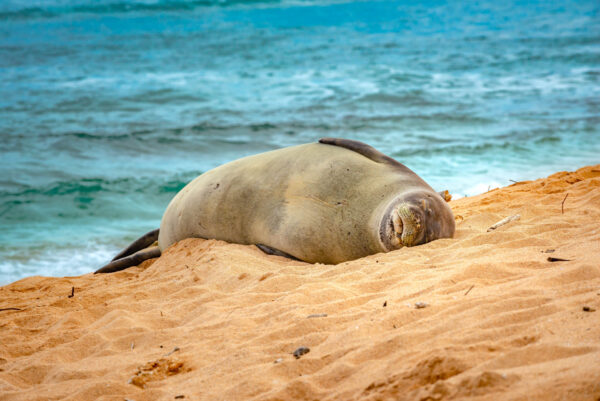 Monk Seal @ Ka'aka'aniu