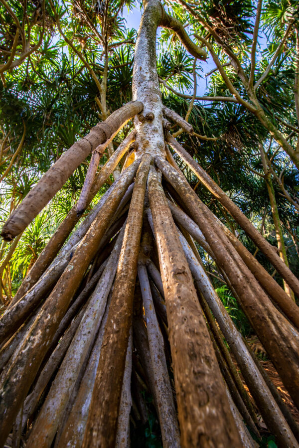 Hawaiin Walking Palm
